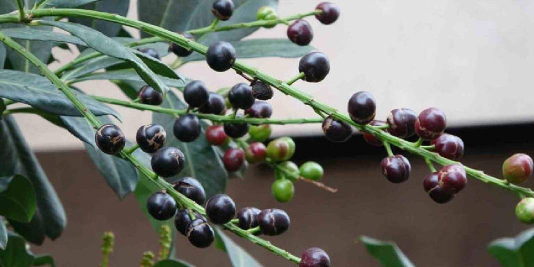 Mevsiminden 3 ay erken meyve verdi: Tadının güzelliği daha da şaşırttı 1